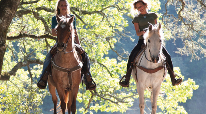 Pferdehalter-Haftpflichtversicherung Pferdehalter-Haftpflichtversicherung