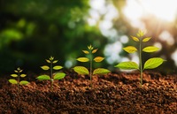 Young plant growing concept idea and sunlight green background